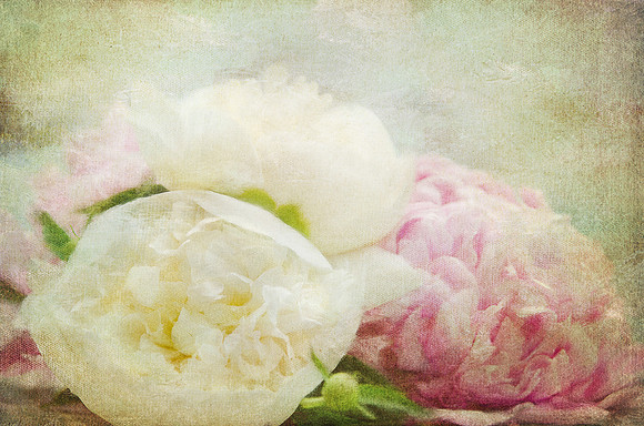 Peonies just for me